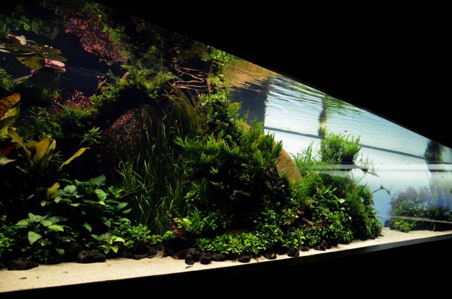 fw-aquarium-1-640x424