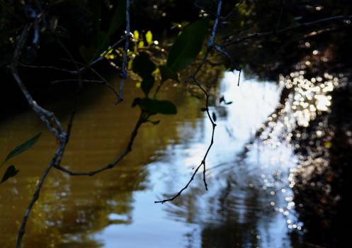 Mary-Gardner-swamp-dreaming-2400